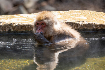 Japanese maqaque or snow monkey with pinkish face and brown or greyish hair outdoor at daytime in the Jigokudani Monkey Park in Yamanouchi Nagano Prefecture in the wilderness of Japan.