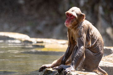 Japanese maqaque or snow monkey with pinkish face and brown or greyish hair outdoor at daytime in the Jigokudani Monkey Park in Yamanouchi Nagano Prefecture in the wilderness of Japan.