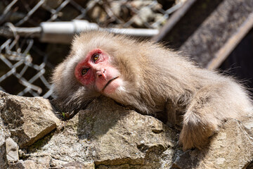 Japanese maqaque or snow monkey with pinkish face and brown or greyish hair outdoor at daytime in the Jigokudani Monkey Park in Yamanouchi Nagano Prefecture in the wilderness of Japan.