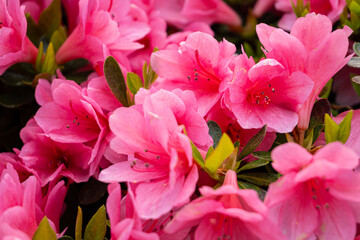 Floral background of blooming colourful Azalea flowers outdoor at daytime in a Japanese garden at the Nezu Shrine during spring in Tokyo city in Japan with space for text.