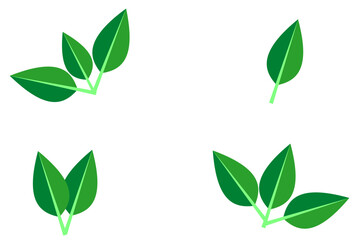 Set of green leaves icon and graphic vector isolated on white background, Ecology illustration by tree plant leaf with copy space for text