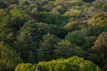 Obraz premium Forest background of the top view of trees with fresh green leaves during spring outdoor in the wilderness of a Japanese forest in Japan with space for text.