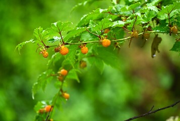 Rubus trifidus berries. Rosaceae semi-evergreen shrub. Produces orange aggregates in early summer.