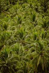 Palm tree background of beautiful green trees outdoor at daytime at the coconut tree view point on Siargao during a summer holiday in the Philippines in Asia with copy space.