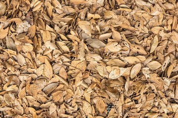 Leaf, nature background of dry brown leaves outside in a forest during winter at daytime in Japan.