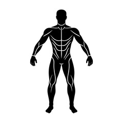 Anatomical illustration of a muscular male figure in a standing pose