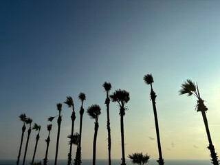 Scenic View of Sugar Palm Trees (Toddy Palms) Standing Tall in Front of the Ocean at Promthep Cape, Phuket, Thailand
