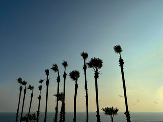 Scenic View of Sugar Palm Trees (Toddy Palms) Standing Tall in Front of the Ocean at Promthep Cape, Phuket, Thailand