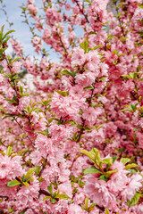 Sakura blossoms close-up. Spring vibe
