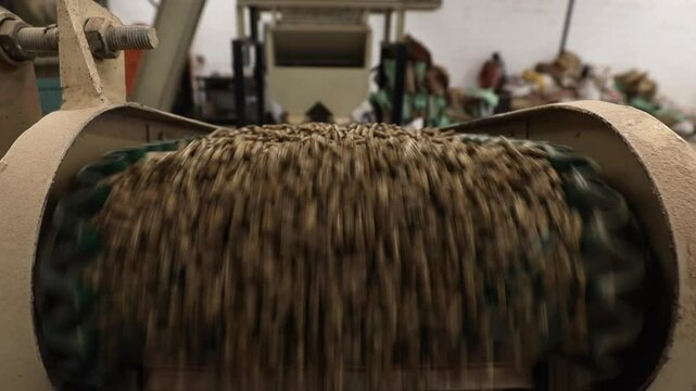 Livestock feed pellets roll off agricultural conveyor on modern farm