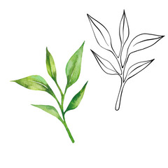 Tea leaves watercolor as design element. Green tea branch in hand drawn watercolor style. Tea background for paper, textile and wrapping