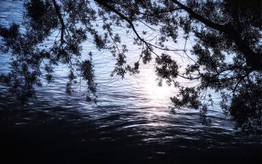 Silhouetted trees over water