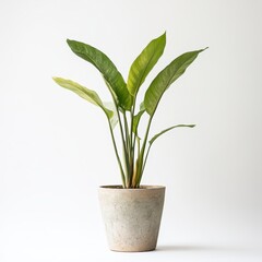Streaked Green Leaves Houseplant in Speckled Grey Pot Against White Background