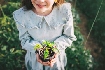 Farmer hands take care of blooming strawberry plants with flowers in a farming garden and sunlight