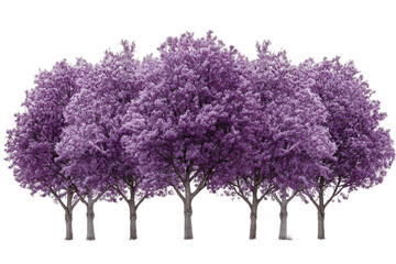 Fototapeta premium Group of Lavender Trees on Transparent Background, PNG
