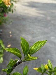 Vietnam, Nha Trang - 02.05.2025 - Yellow flower buds are blooming. Hibiscus, Chinese hibiscus grows in the park. Beautiful rosettes and foliage, macro shot of plants. Flowers as a gift