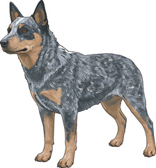Australian Cattle Dog Clip Art Illustration Vector 