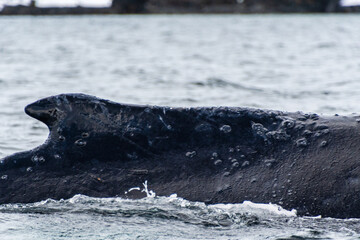 Obraz premium Close-up of the back and dorsal fin of a diving humpback whale -Megaptera novaeangliae. Image taken in the Graham passage, near Charlotte Bay, Antarctic Peninsula