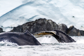 Close-up of the tail of a diving humpback whale -Megaptera novaeangliae. Image taken in the Graham...