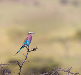 lilac breasted roller on a branch
