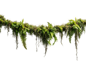 Lush Green Moss and Fern Hanging Branch, PNG