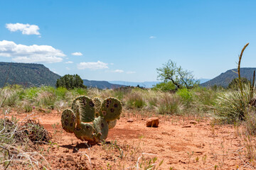 A desert cactus growing in the red sandy soil of Sedona, Arizona, surrounded by dry grass and rugged mountain views. The images capture the natural beauty and resilience of desert vegetation