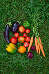 Freshly harvested vegetables arranged on green grass in natural light during daytime