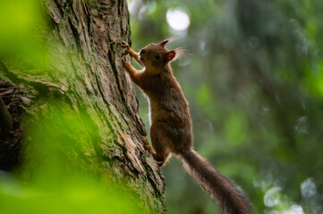 A red squirrel in the forest. Squirrel Appreciation Day