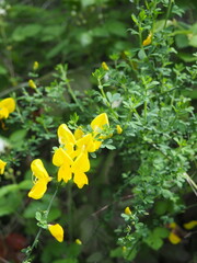 Yellow Wildflower