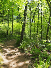 Trees in the Forrest