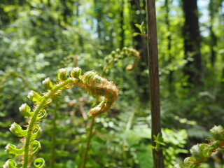 Wild Young Fern