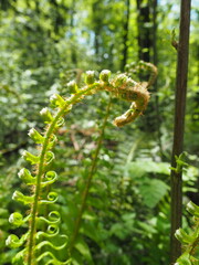 Wild Young Fern