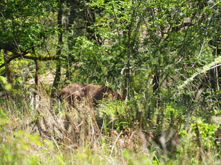 Deer in the Forest