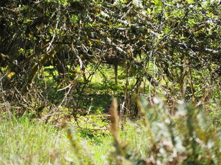 Deer in the Forest
