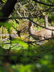 Deer in the Forest
