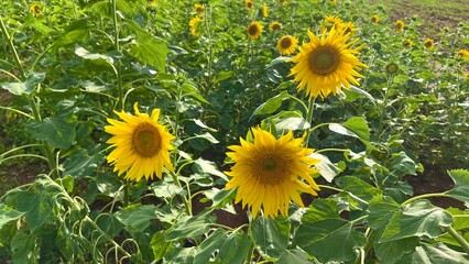Vibrant close-up of a blooming sunflower in full sunlight with bright yellow petals and green...