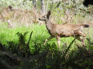 Deer in the Forest
