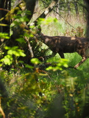 Deer in the Forest