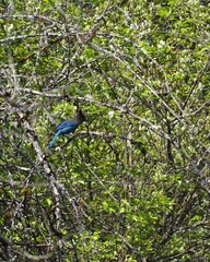Bluejay in the Forest