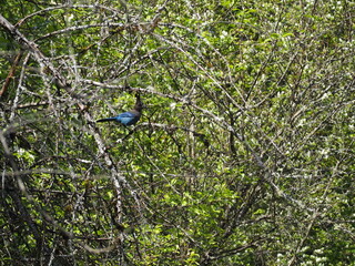 Bluejay in the Forest