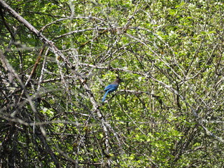 Bluejay in the Forest