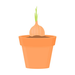 Onions in a pot with soil. Homemade onions.