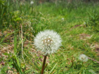 Dandelion Puff