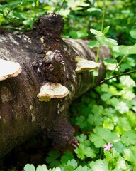 Wild Mushroom in the Woods