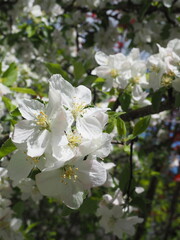 White Wildflower