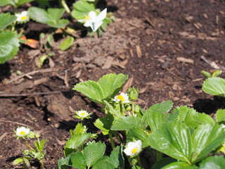 Strawberry Plant Blossoms
