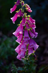 Purple foxglove flowers bloom gracefully in a lush garden during late afternoon sunlight © Marina Shvetsova