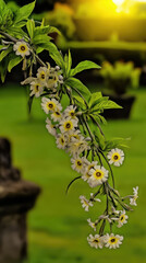White flowers cascading in sunlight