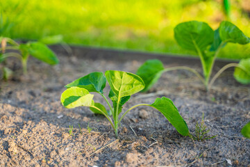 Young cabbage seedlings growing in a vegetable garden, close-up
