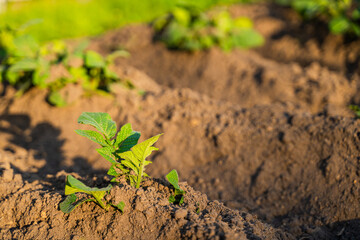 Young potatoes growing in a vegetable garden in the evening at sunset